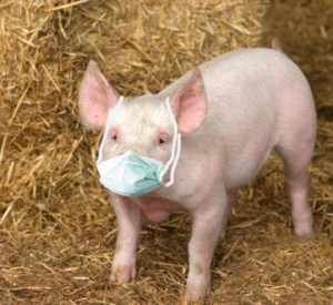 pig-with-mask-300x2751.jpg?w=300